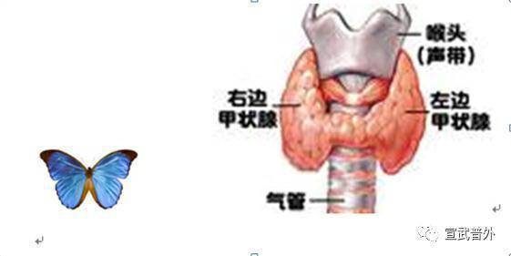 黏液|怕冷又怕热的小蝴蝶—甲状腺