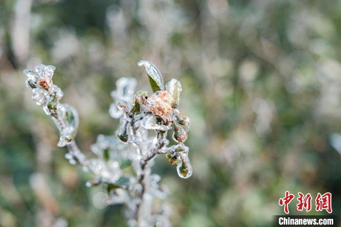 红安|雪后初霁的湖北红安老君山