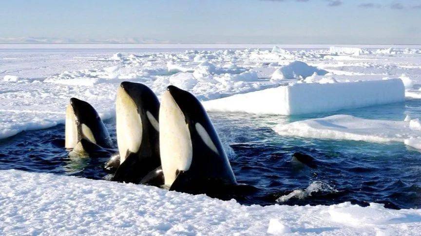 元旦观影科学电影课冰冻星球史诗之旅看看极地动物们的趣事1月2日周日