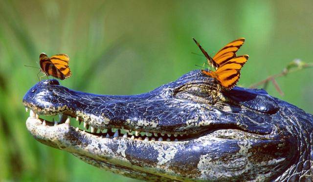 战斗力强悍亚马逊森蚺45米长鳄鱼一口吞下