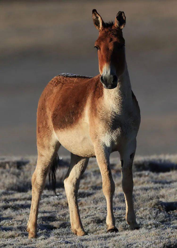 生态摄影:跑步健将 健美,雄壮的青海藏野驴