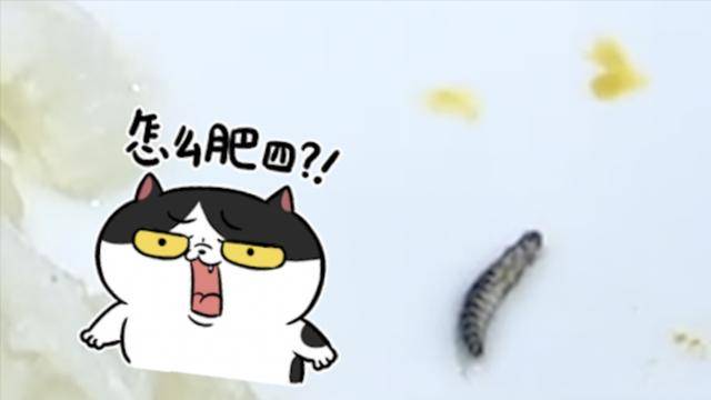 142fb8adc9bc400dae208dcdab3b95be.jpeg