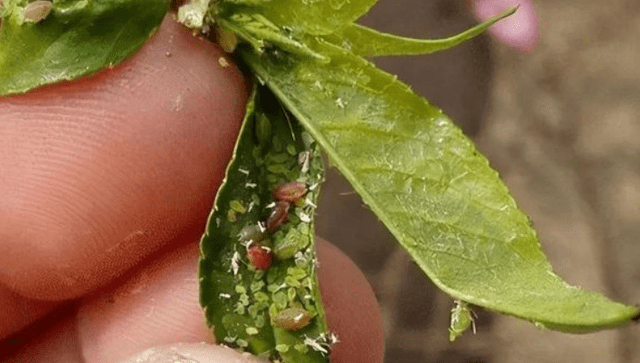 绿色的虫子是什么虫