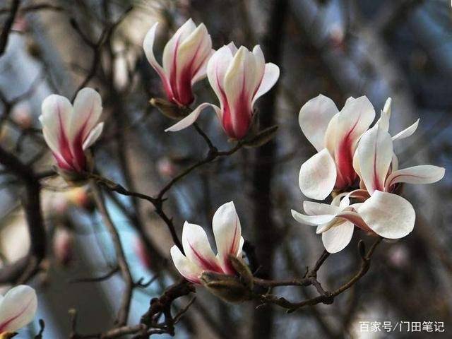 在深冬 向往一树树白色的玉兰花开 门田 满树 南方 在深冬 向往一树树白色的玉兰花开 门田 满树 南方