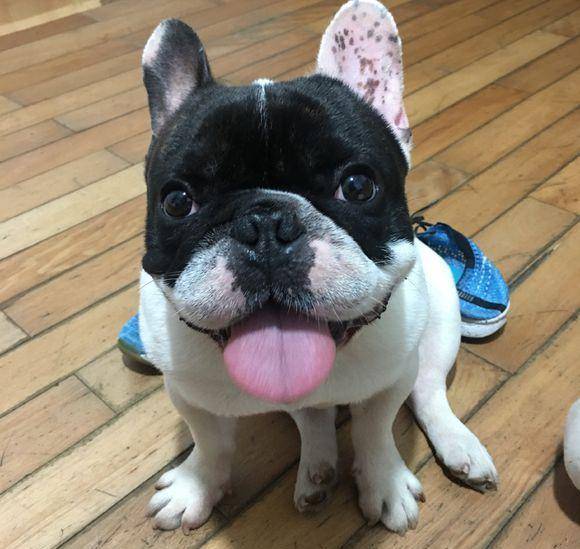 人气高的法国斗牛犬养起来也不容易需要注意这6点