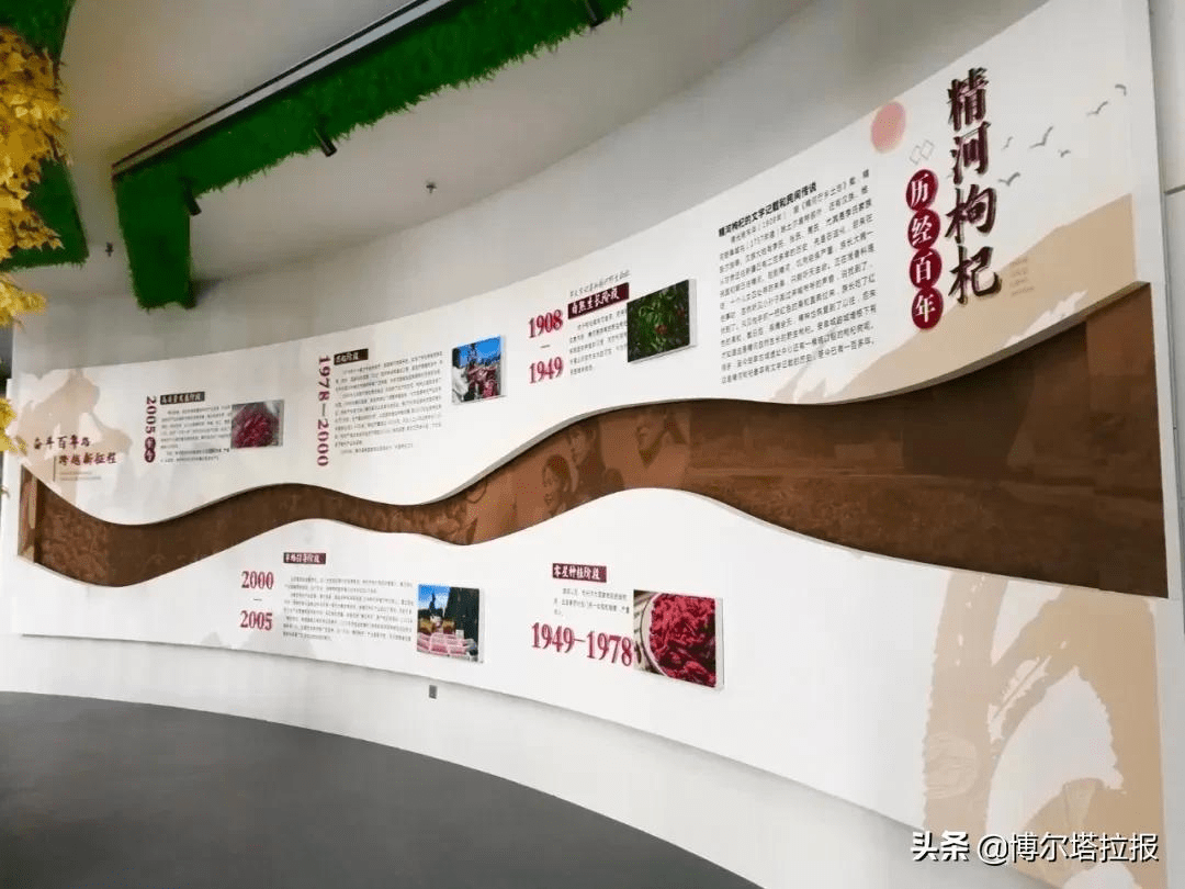 精河博物馆历史文化展厅,枸杞文化展厅投入使用.10.