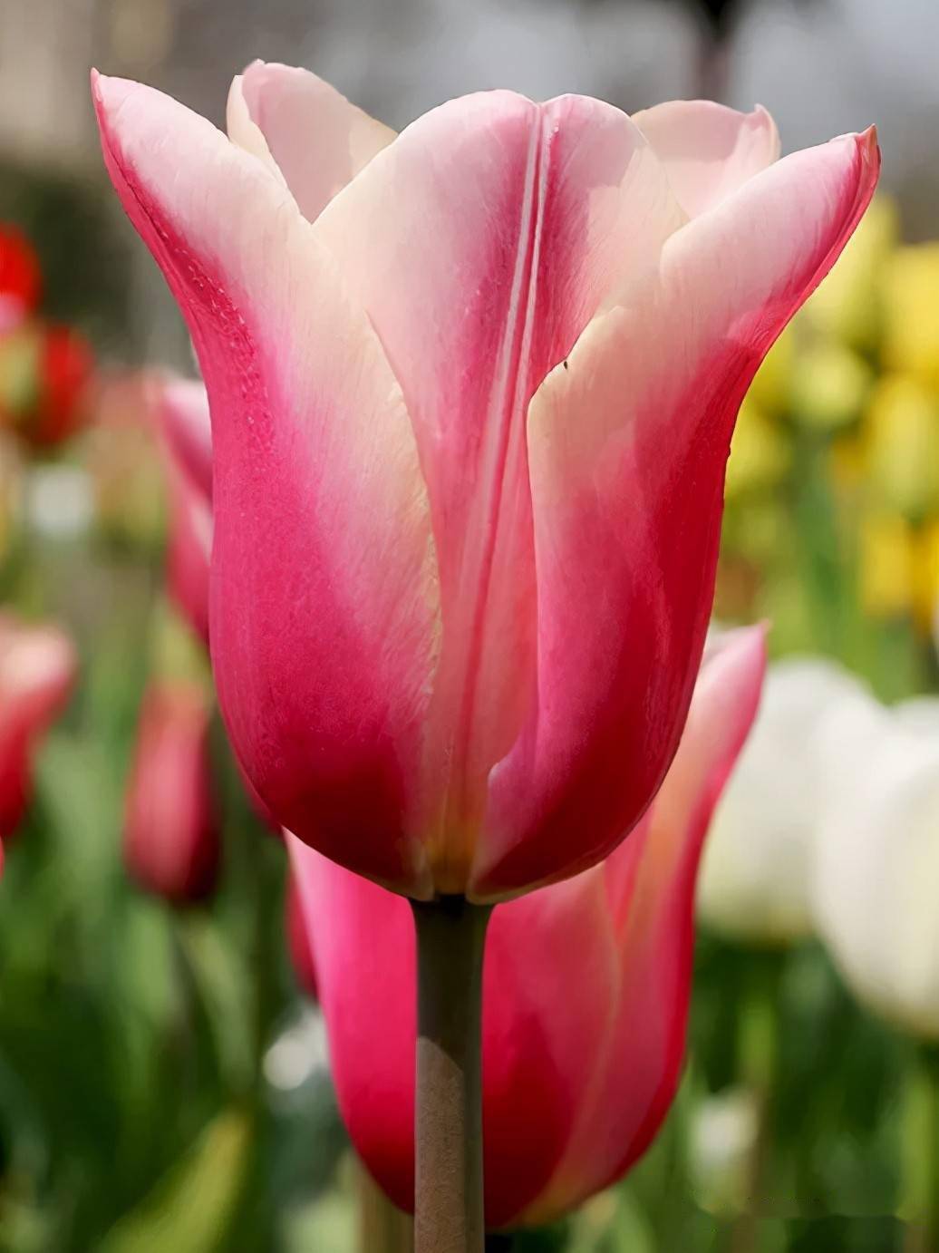 花后郁金香，北方都可以露天栽种，耐寒又好看，养护也是超级简单_搜狐网