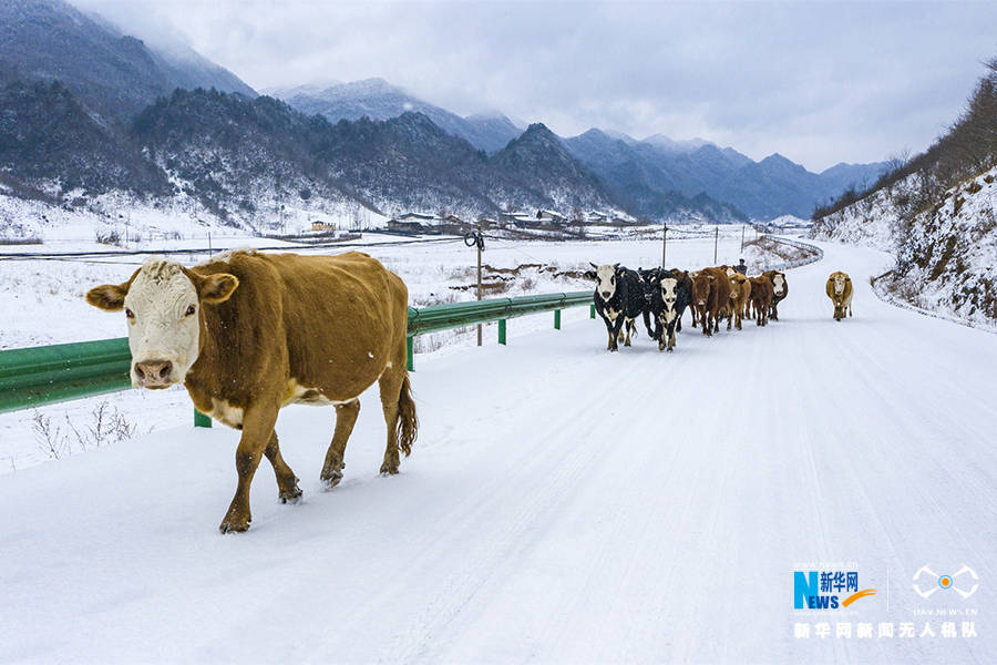 寒潮|重庆巫溪：冰雪奇缘秘境红池 这里的雪过分美丽