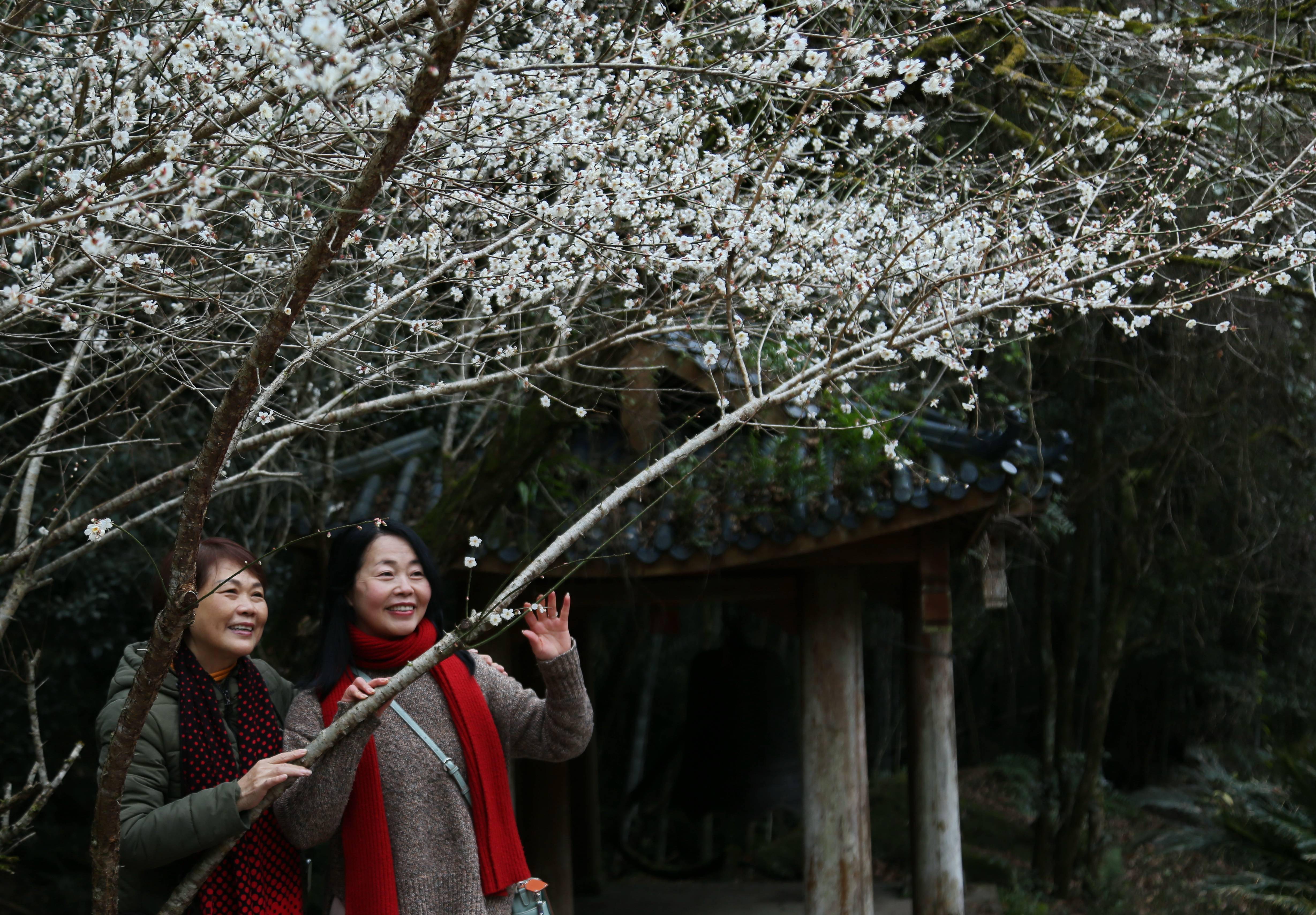 福建|福建武夷山：冬日梅花引客来