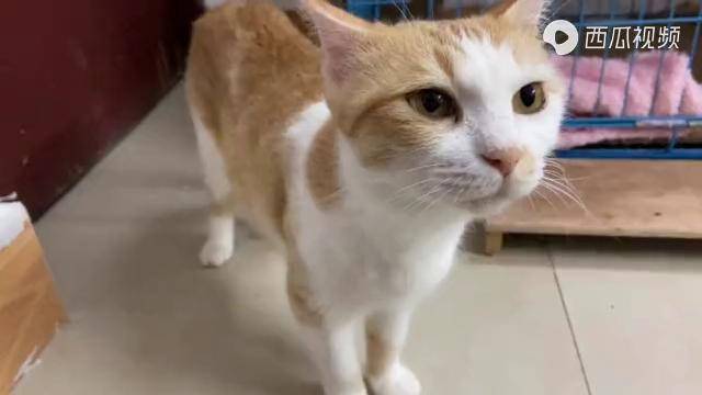 母猫呼唤孩子的声音犹如歌曲般优美麻烦懂十级猫语的翻译歌词