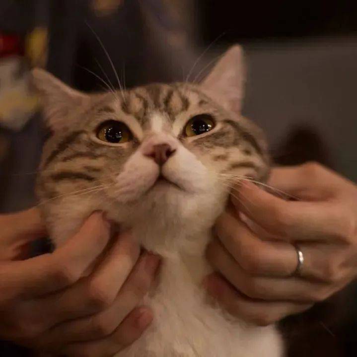 Cell Host & Microbe：30%的人撸猫撸出病！弓形虫可关闭细胞防御系统，隐藏于人体中_研究人员_大脑_宿主