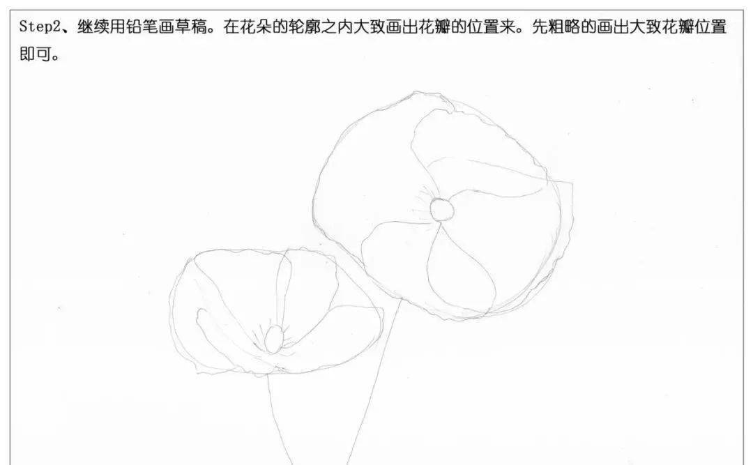 毒品花罂粟花简笔画图片