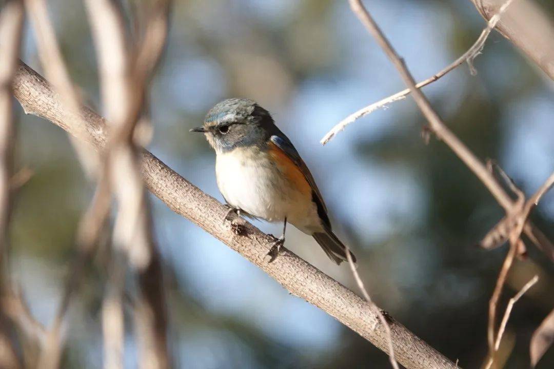 博物之旅 | 拍鸟实践需要有伦理约束