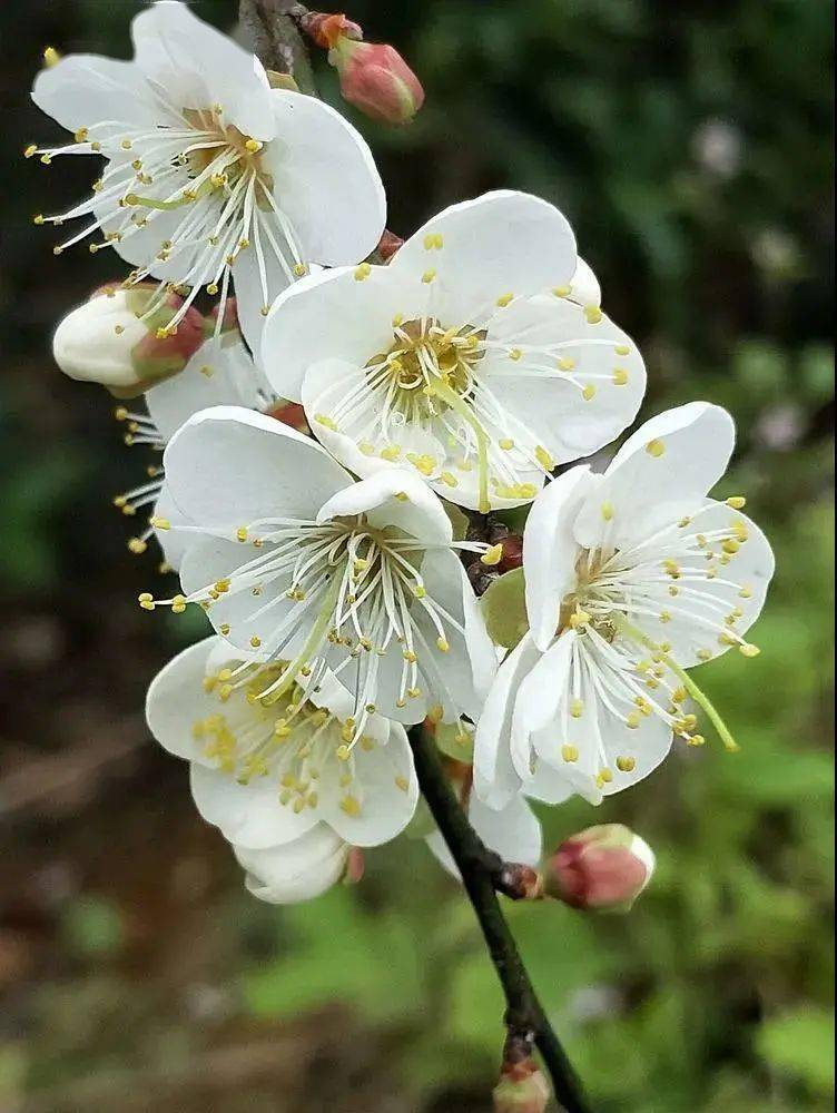 火了66元全包价带您打卡全饶平最火的赏梅好去处汤溪赏雪东明村古装照