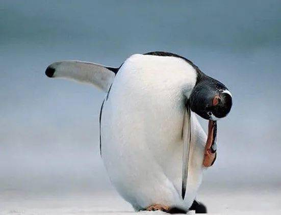 企鹅可以用脚挠到头 676767,好灵活的胖子_知识_企鹅_胖子