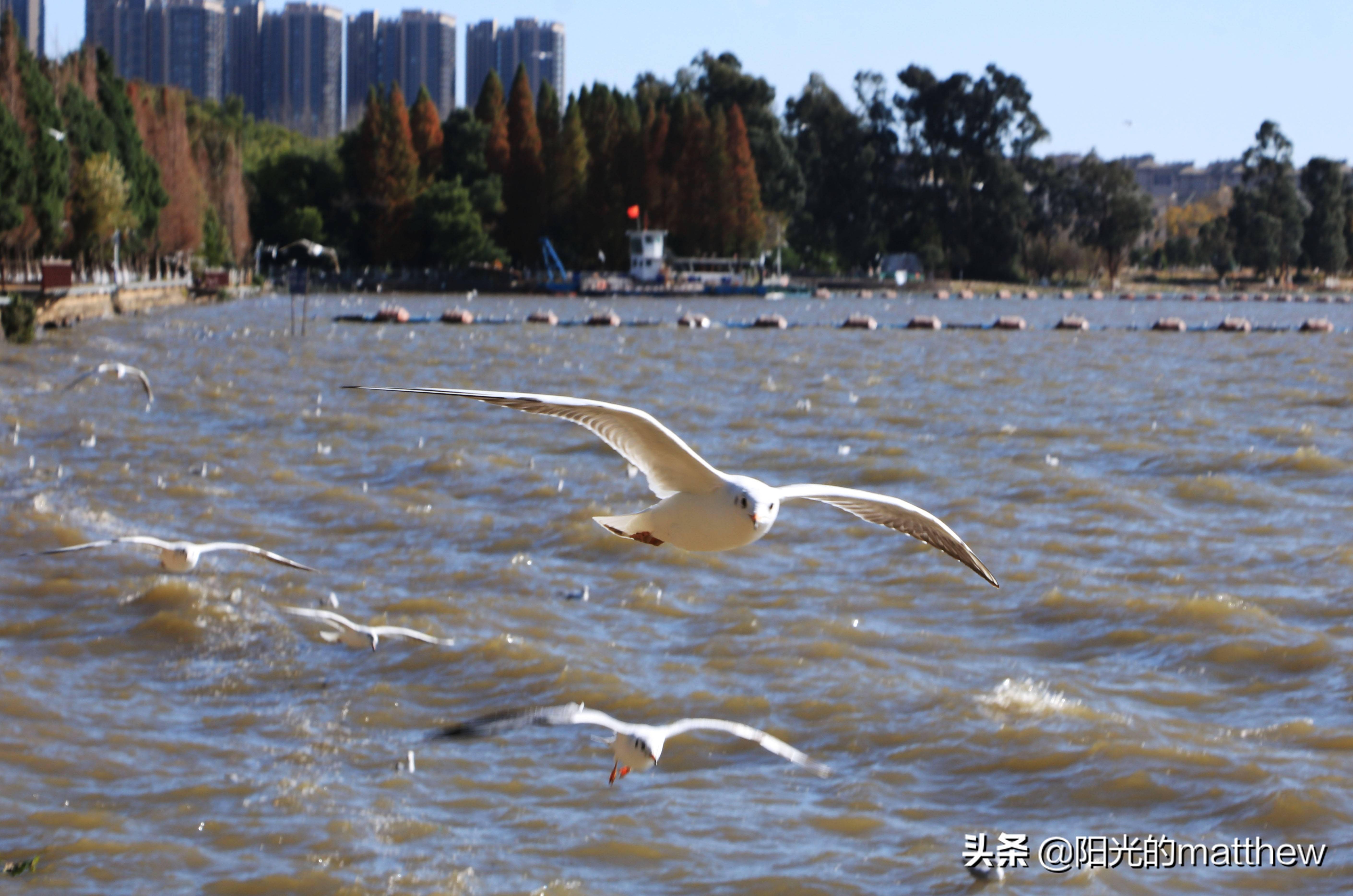 走进昆明星海半岛湿地公园滇池湖面波光粼粼的风景美