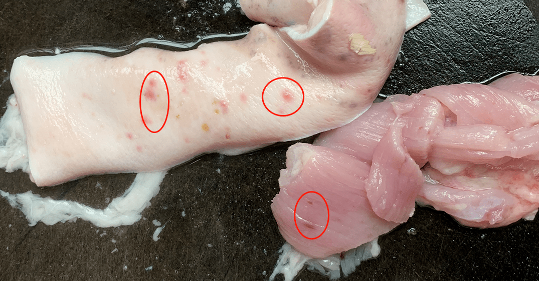 猪肉皮下脂肪粒图片图片