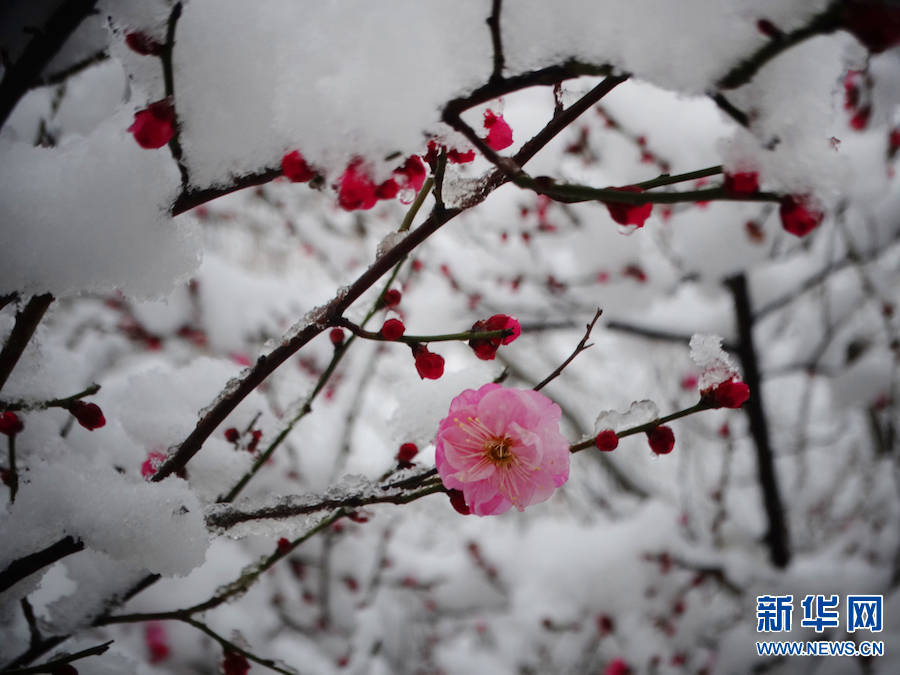 雪景|雪后汴京 景色迷人