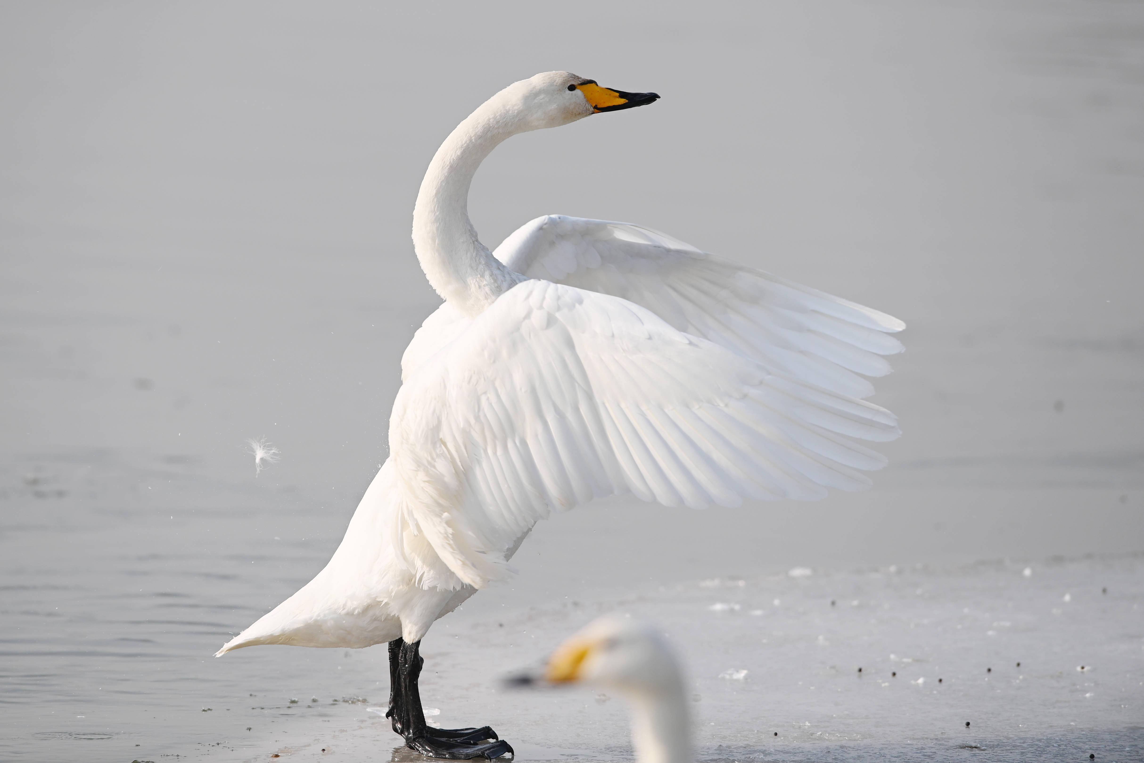 黄河之滨天鹅舞_兰州_保护_西固区