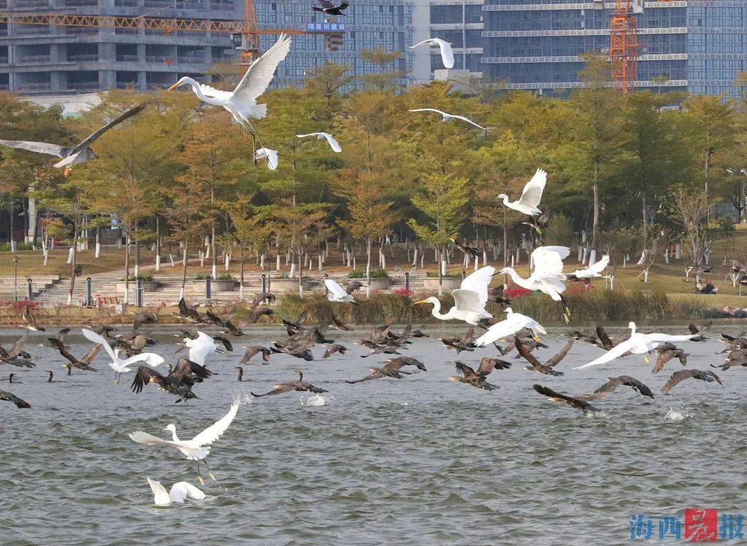 海西|壮观！又见万鸟齐飞，就在厦门这个地方→