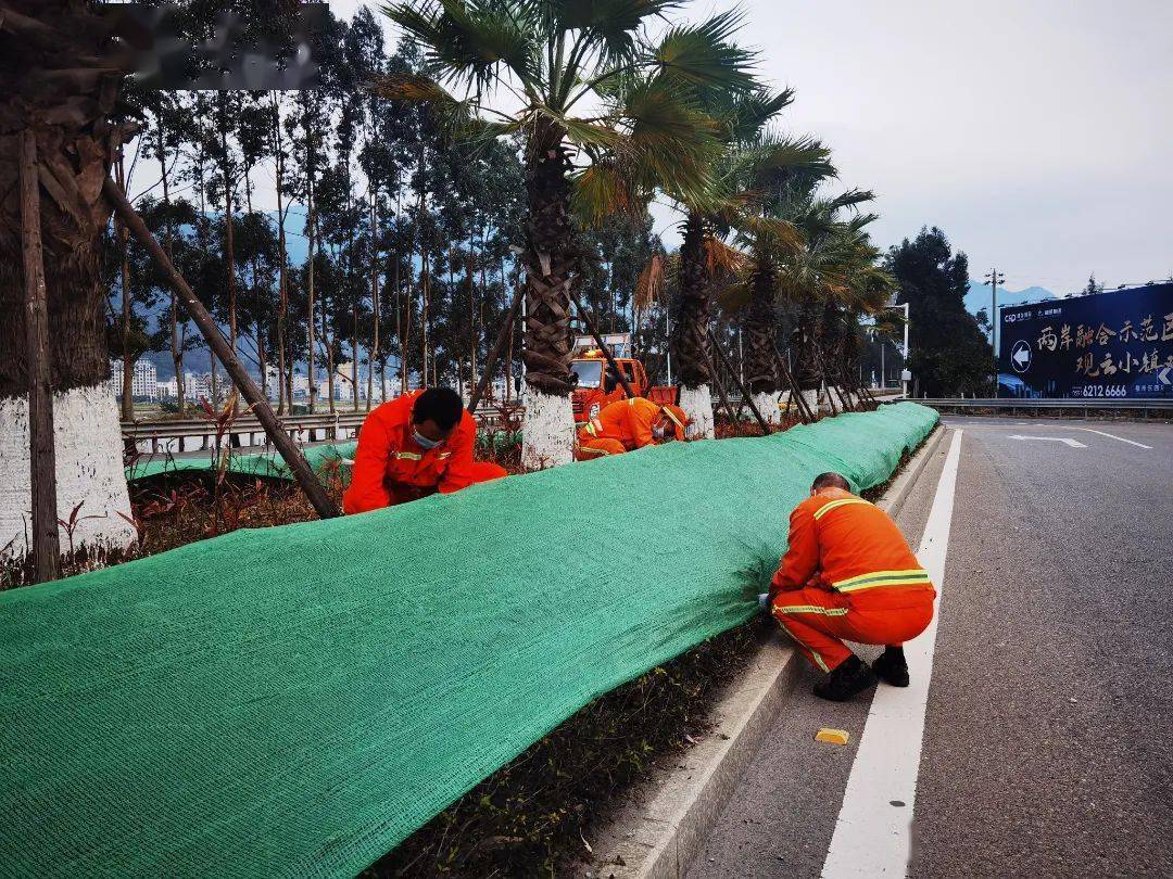 一线公路人丨防寒措施升级 苗木披上"冬衣"_防冻_养路段_黄金榕