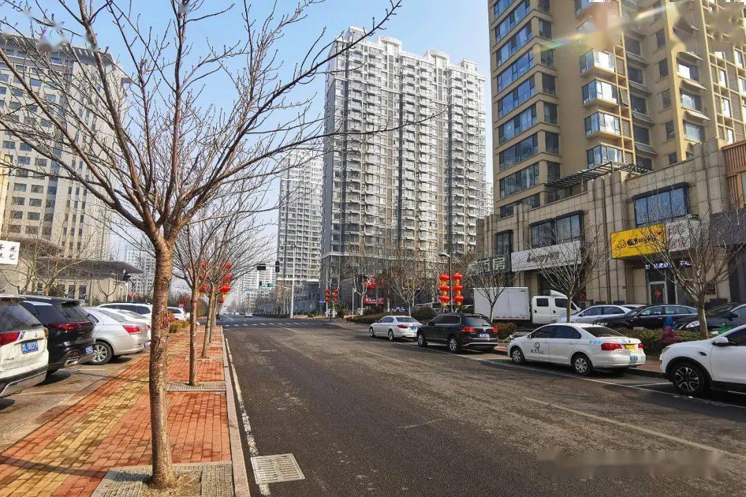 日照行道树的四季之美_城市_阳路_银杏