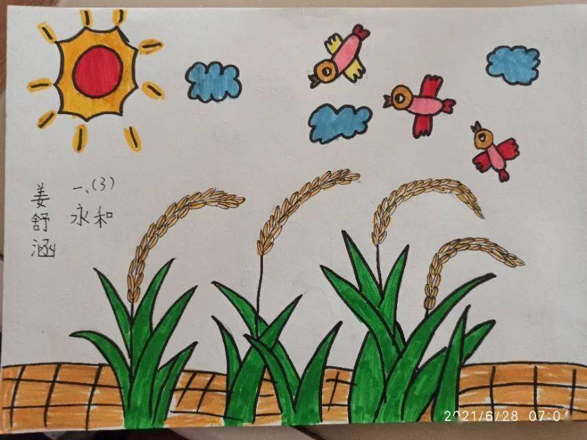 稻田绘画简单图片