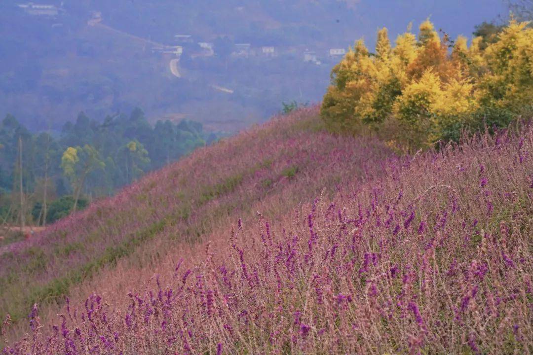 花海|樱花开了！成都冬日花海～