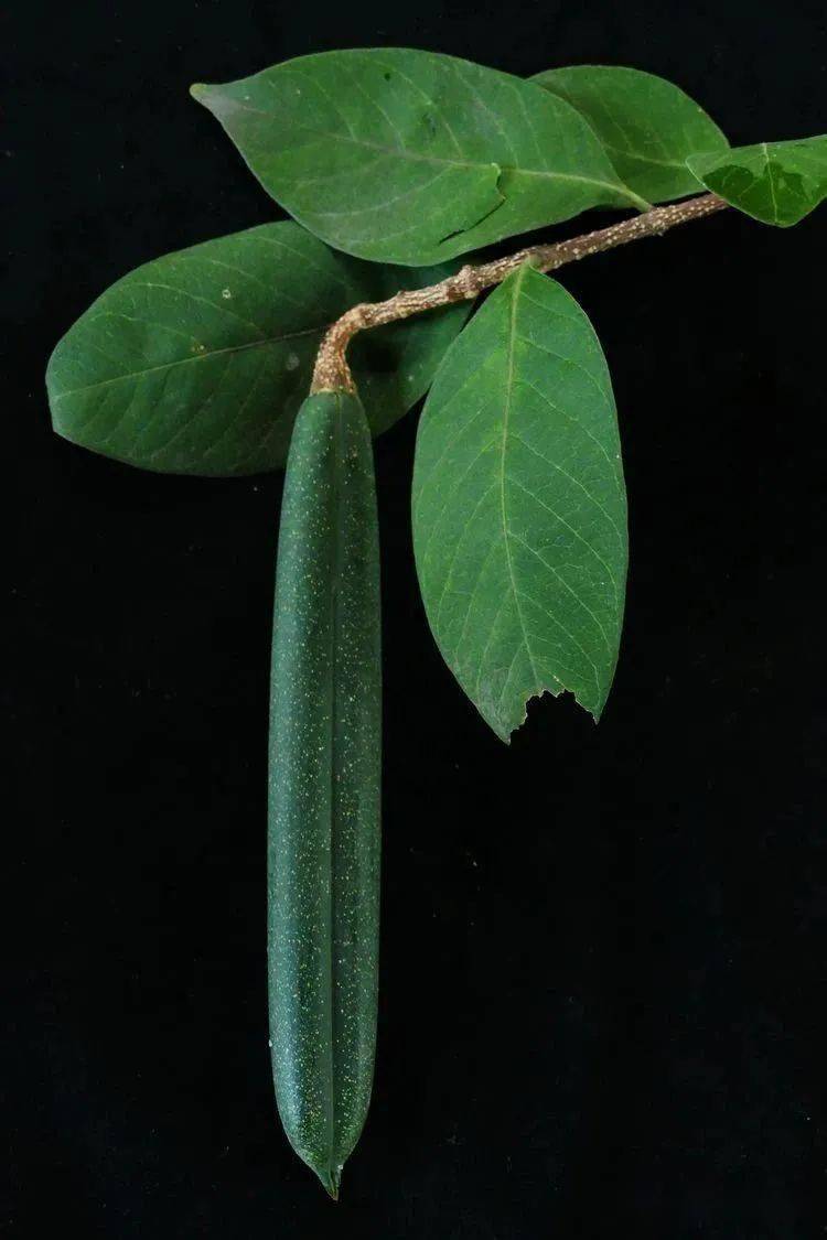 你们实际上管这玩意儿叫啥？ : r/Tools, image size:750x1125