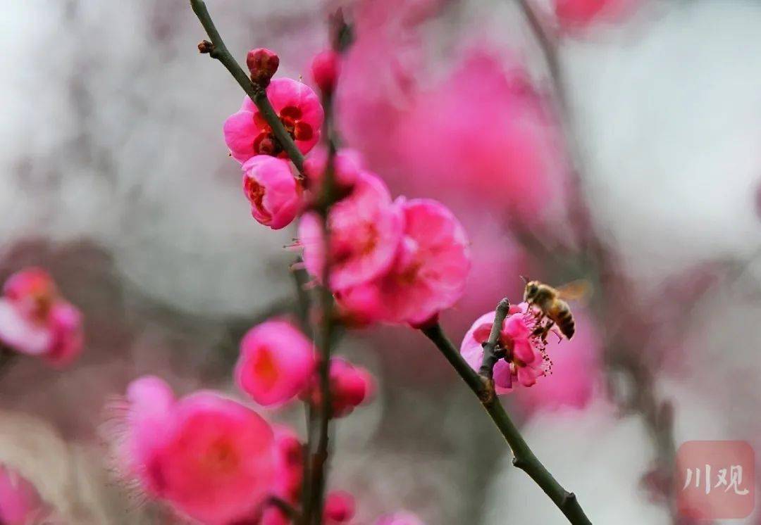 花海|樱花开了！成都冬日花海～