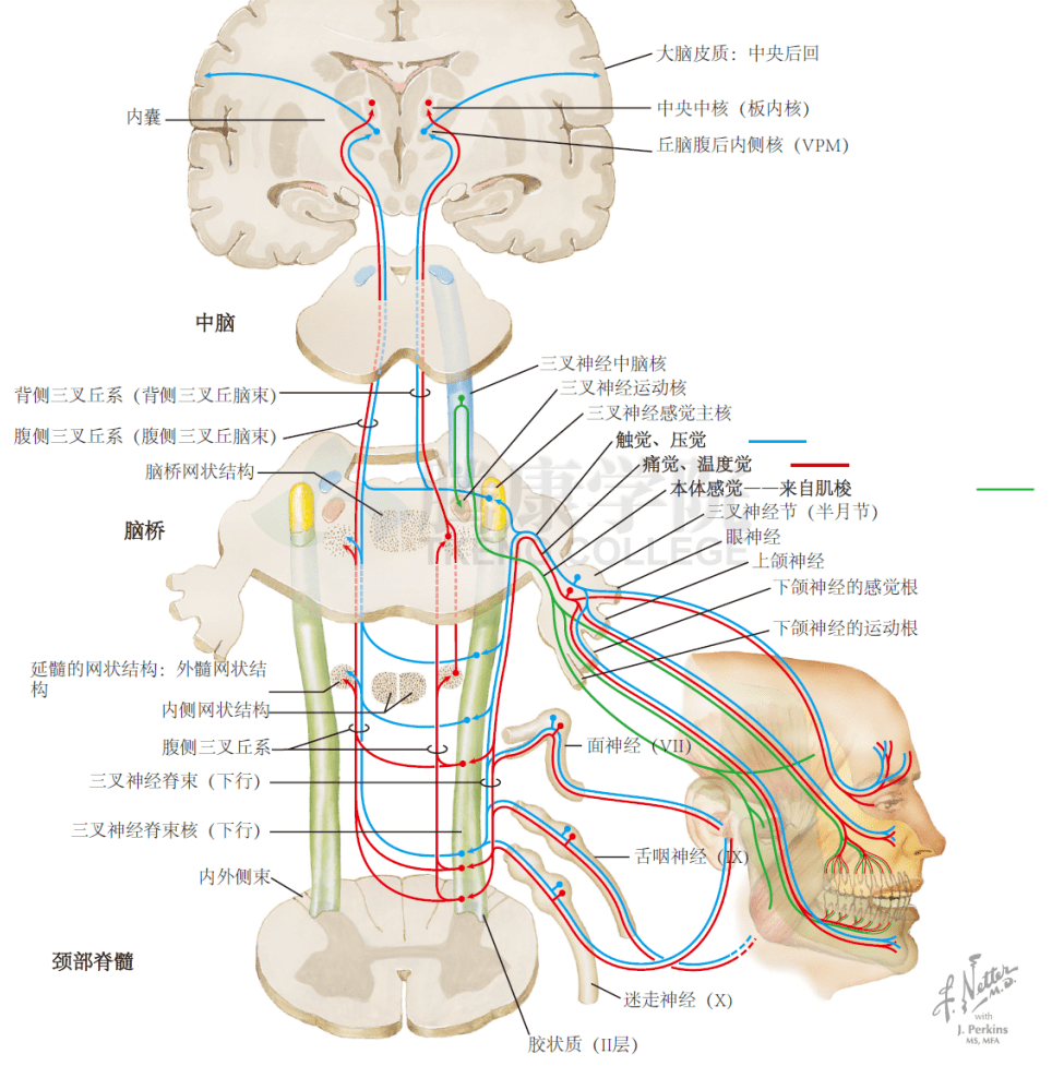 神经解剖学