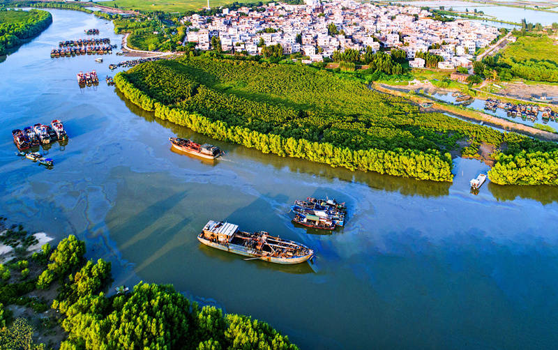 湛江艺术爱好者采风麻章红树林共品红树林文化共绘多彩麻章