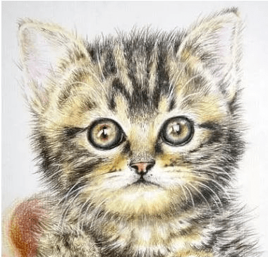 教你用彩铅画一只小猫咪!_素描_画法_纸张