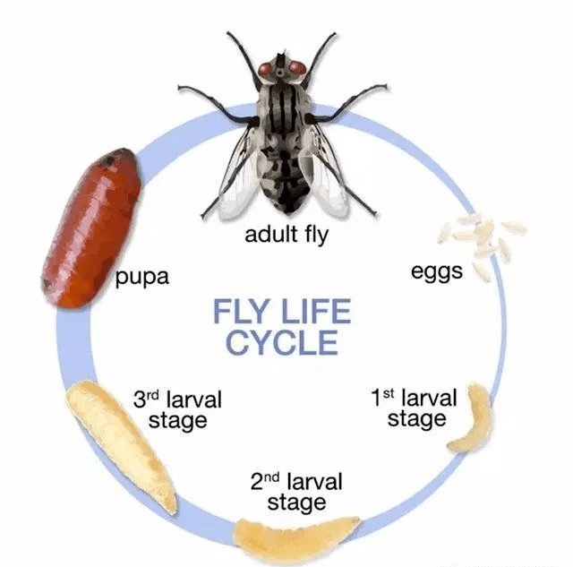 图家蝇的生活史酱油里的虫子,到底是哪来的?