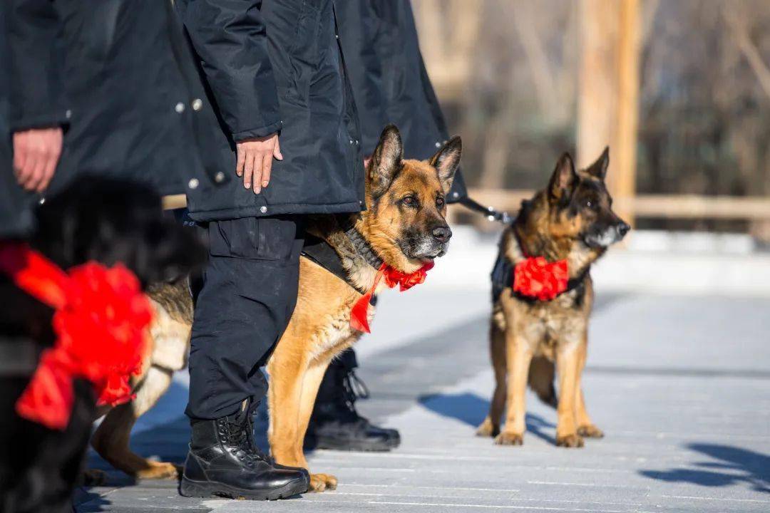 谢谢你们"犬"力以赴_警犬_训导员_退役