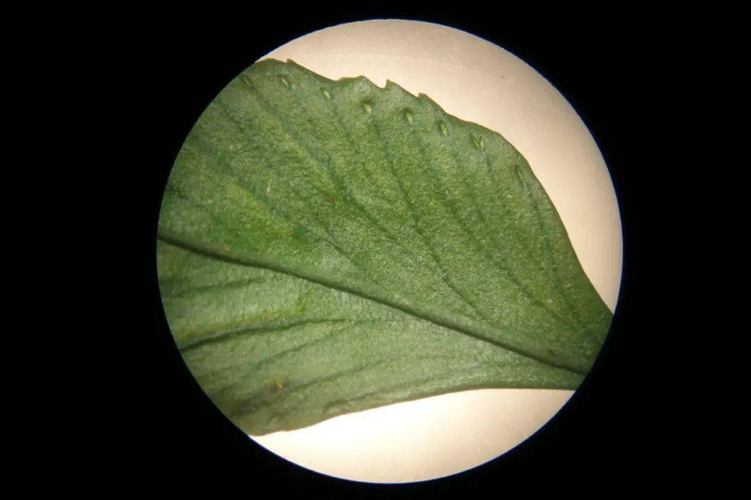 蕨类孢子囊显微镜图片