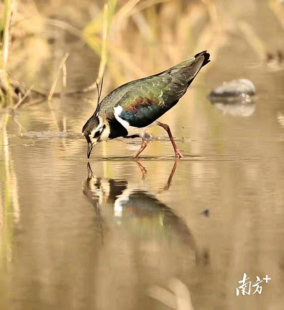 圍觀丨一攝影發燒友在壽長河拍到珍稀鳥類鳳頭麥雞