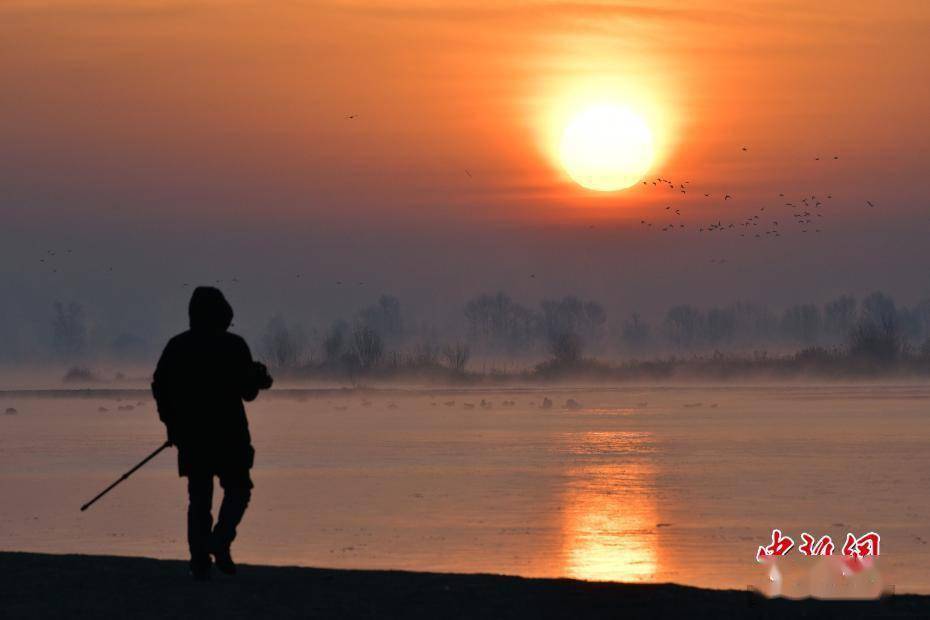 黑河|冬日夕阳下黑河湿地群鸟翩跹