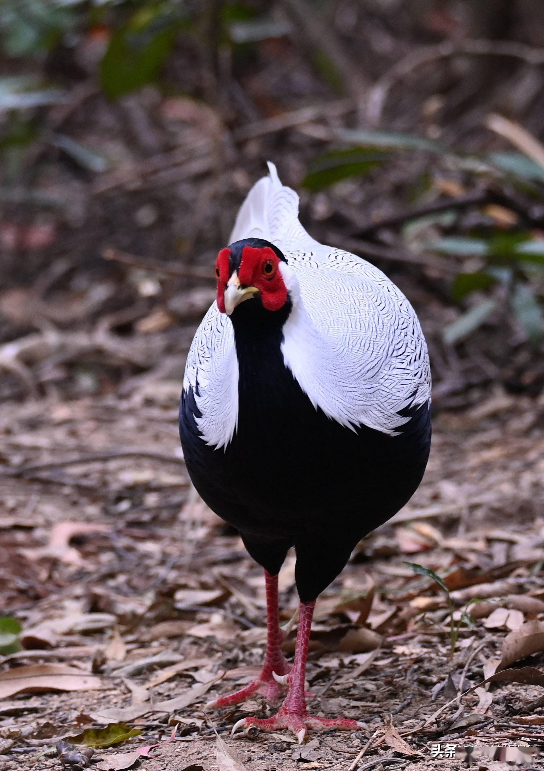 早就听说华南植物园有白鹇出没,今日有幸得见_白鹇_植物园_华南