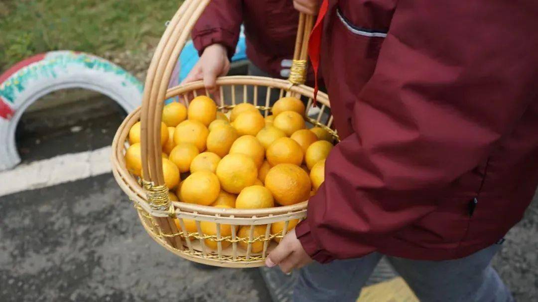 班级|播种绿色 收获幸福 | 一起来学校摘沃柑吧！