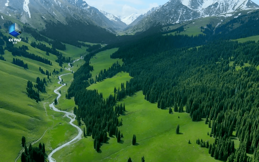 自然類紀錄片自然的力量在荒野之中見證美麗中國新圖景