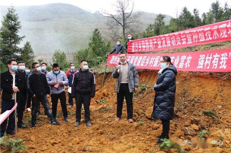 强村有我——逻沙乡全达村乡村振兴猕猴桃产业正式启动_种植_乐业县