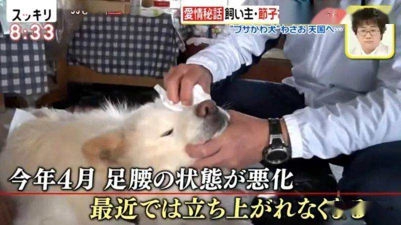 从弃犬一跃成为青森狗明星 丑萌的秋田犬wasao的一生 节子 老奶奶 Tsubaki