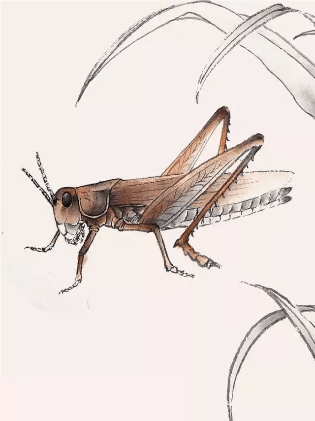 分步骤讲解蝗虫的工笔画法