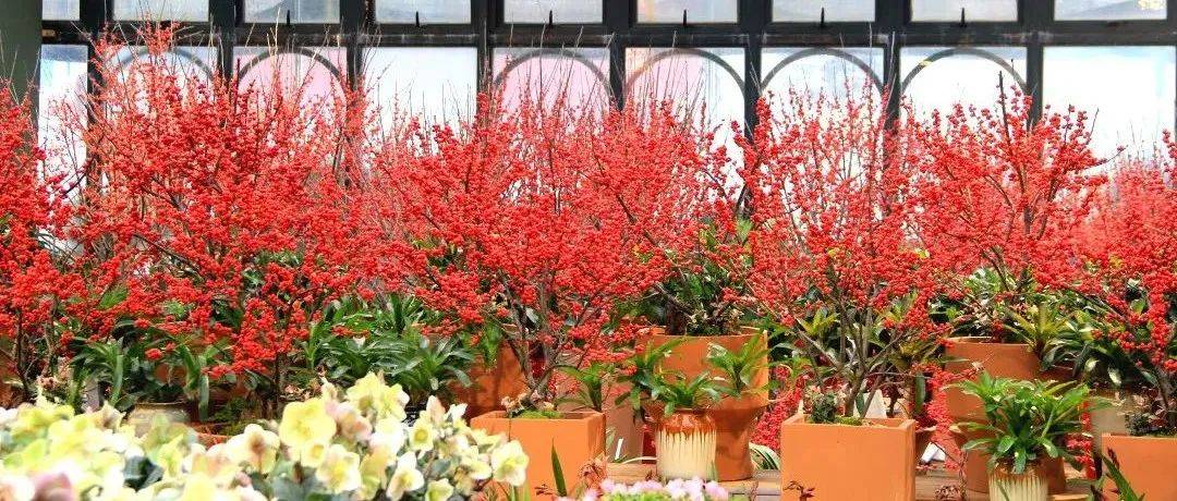 【年宵花】来夏溪花木市场添置年宵花——观果植物推荐_养护_金桔_寓意