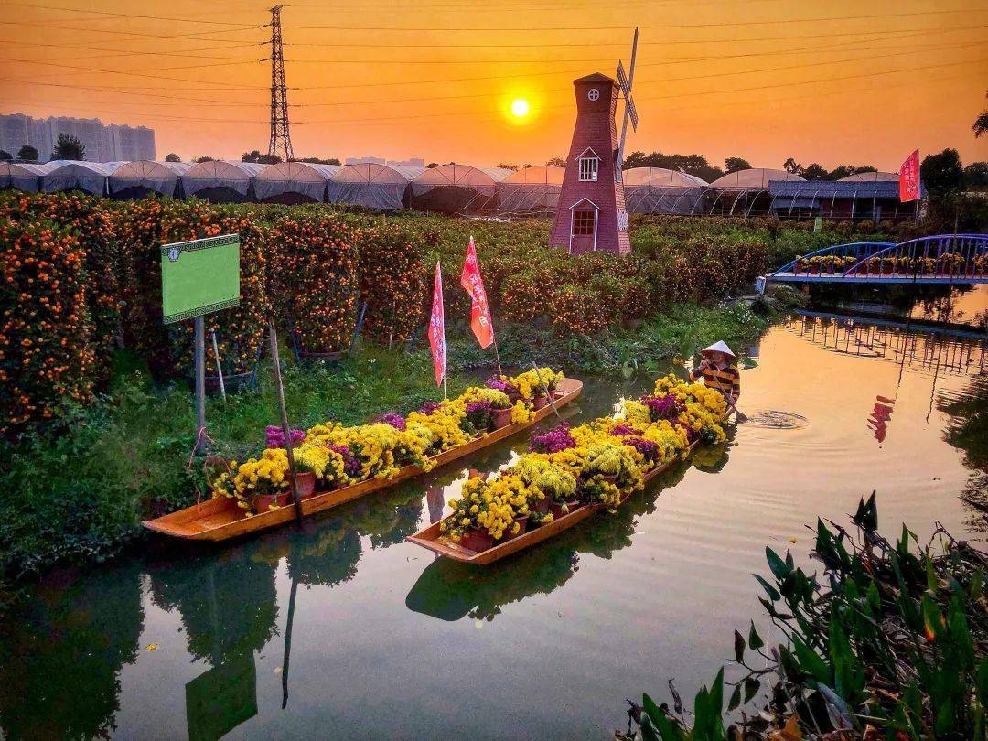 佛山陈村靓水出靓桔再现年桔水上运输盛景佛农振兴路