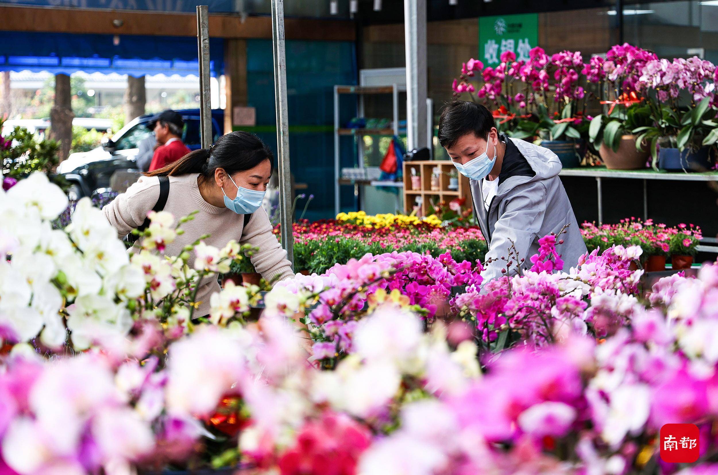 广州过年逛花市图片