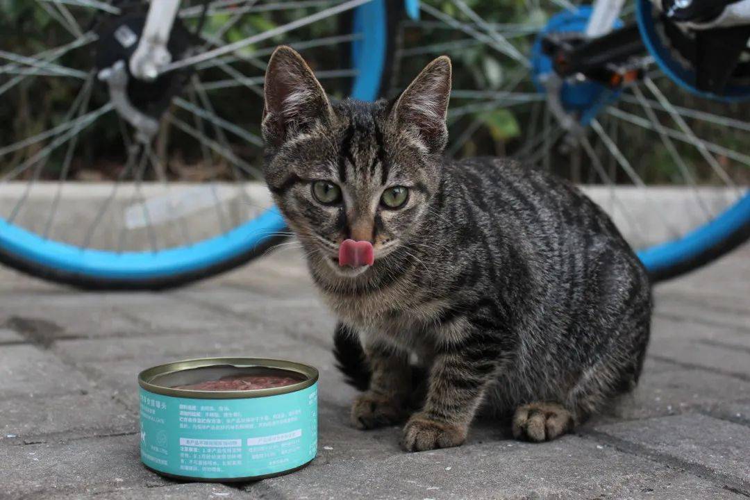 高萌预警立信邀你云吸猫