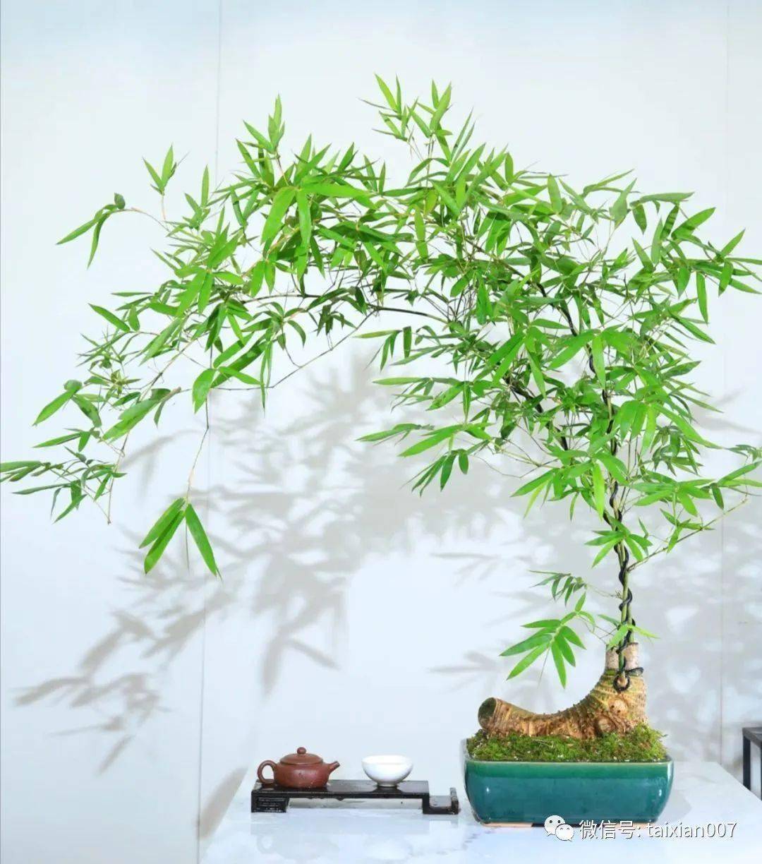 竹,最高境界的风骨._竹子_气节_滢滢