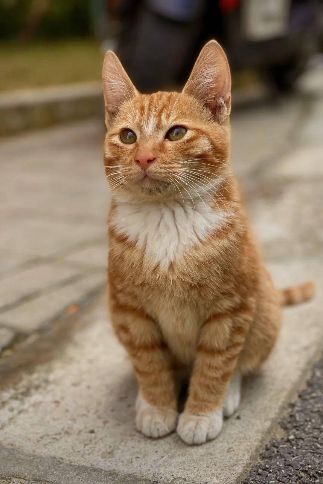 高萌预警立信邀你云吸猫